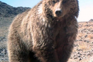 Gobi brown bear: проблемът с запазването на вида